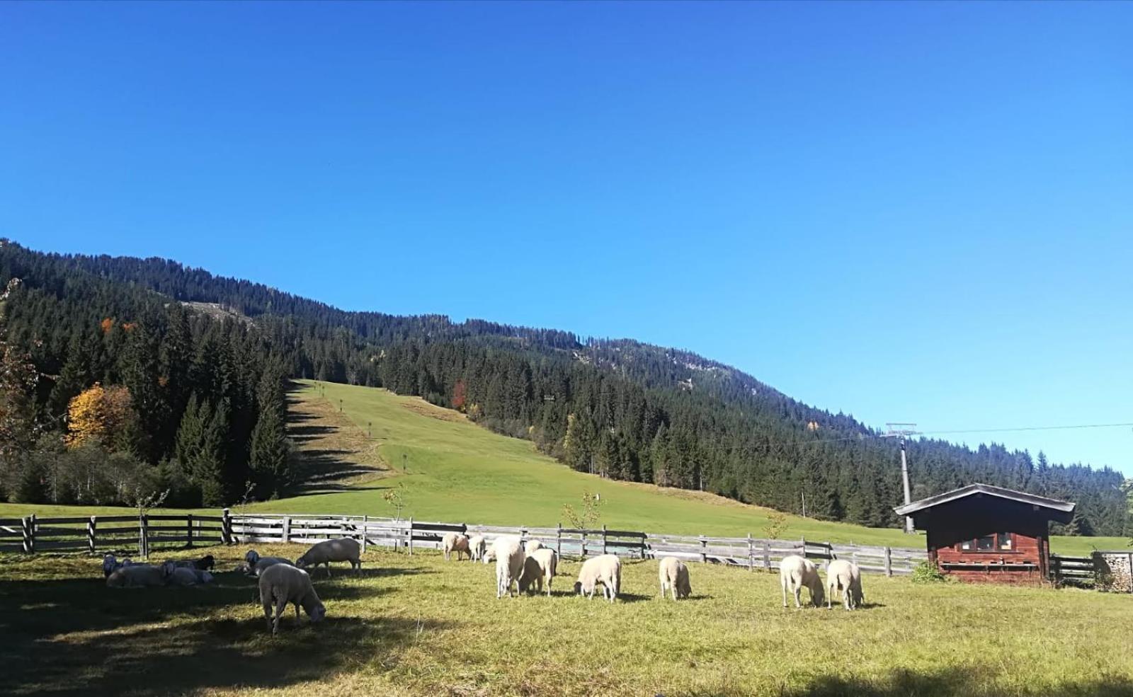 Walchauhof Hotell Flachau Eksteriør bilde